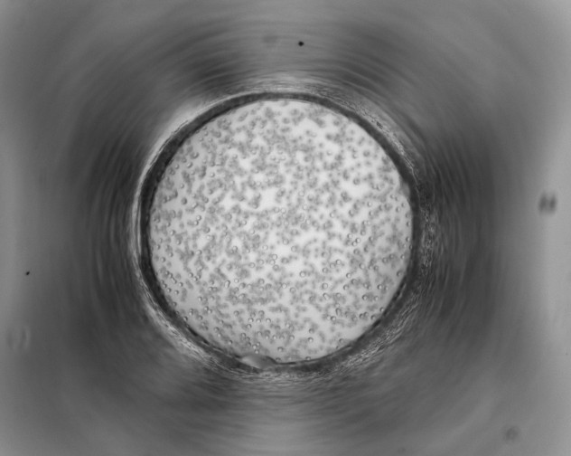 X0000098081080200805021016