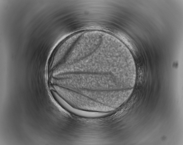 X0000098081084200805021016