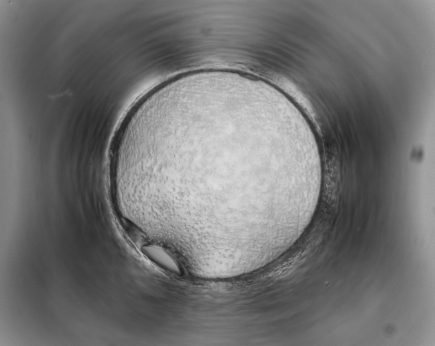 X0000098081096200805021016