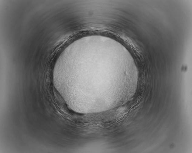 X0000098081110200805021015