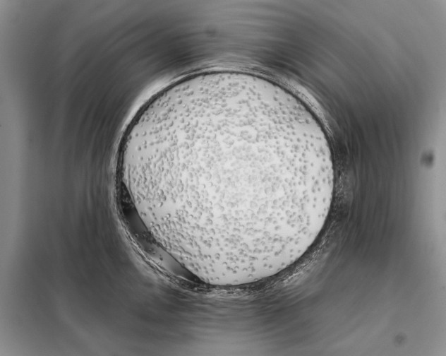 X0000098081146200805021016