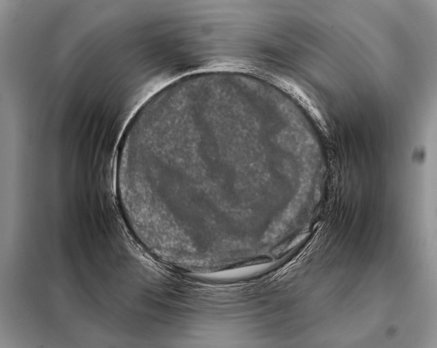 X0000098081276200805021013