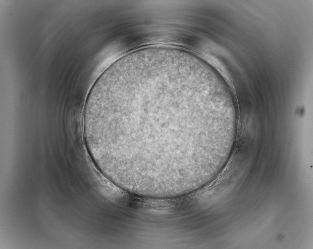 X0000098081338200805021012