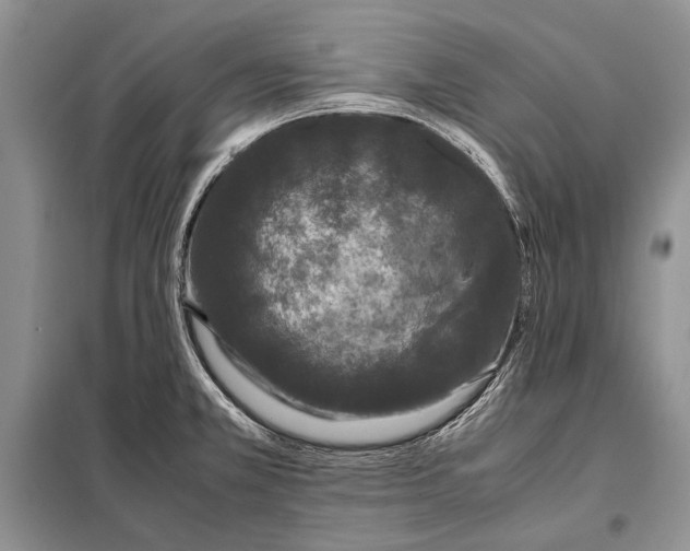 X0000098081381200805021011