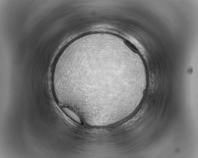 X0000098081384200805021011