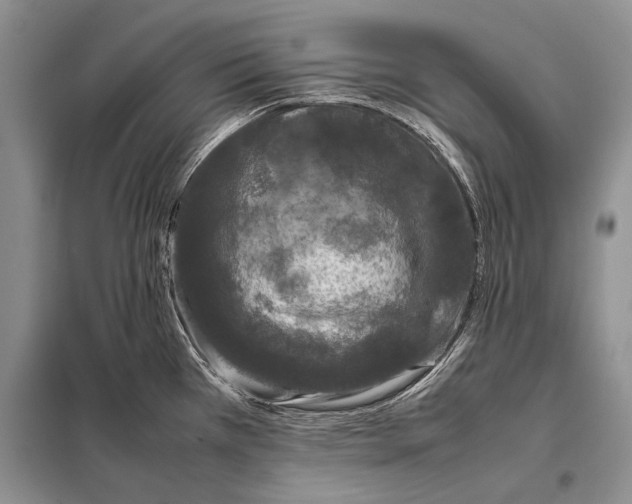 X0000098081385200805021011
