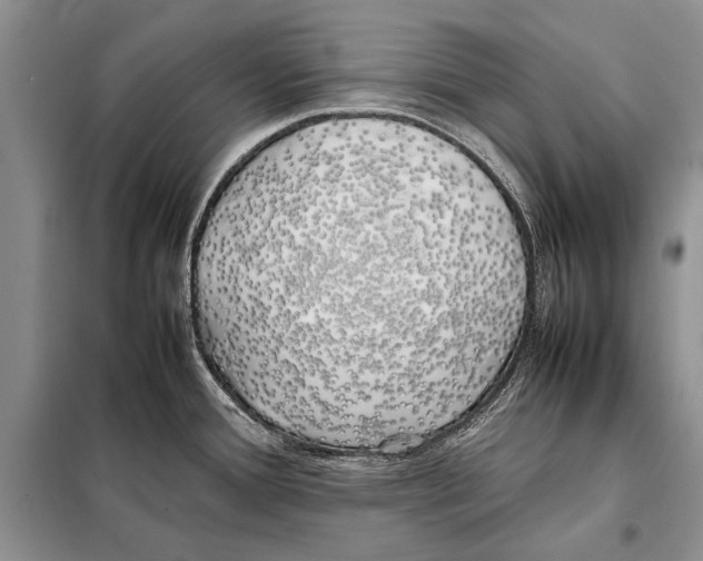 X0000098081388200805021011