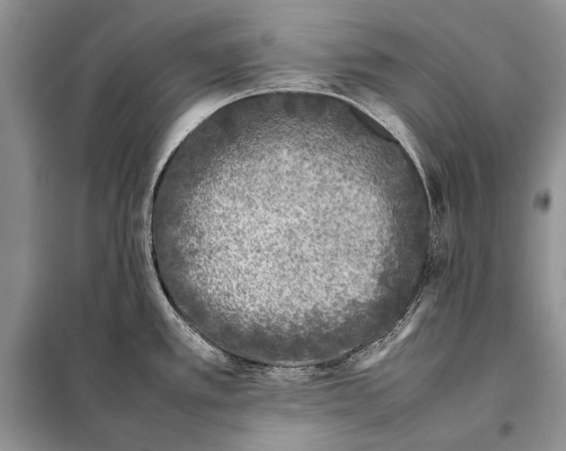 X0000098081389200805021011