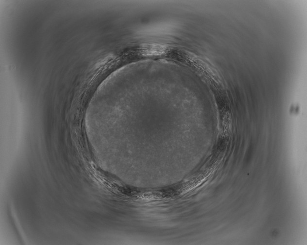 X0000098081441200805021011