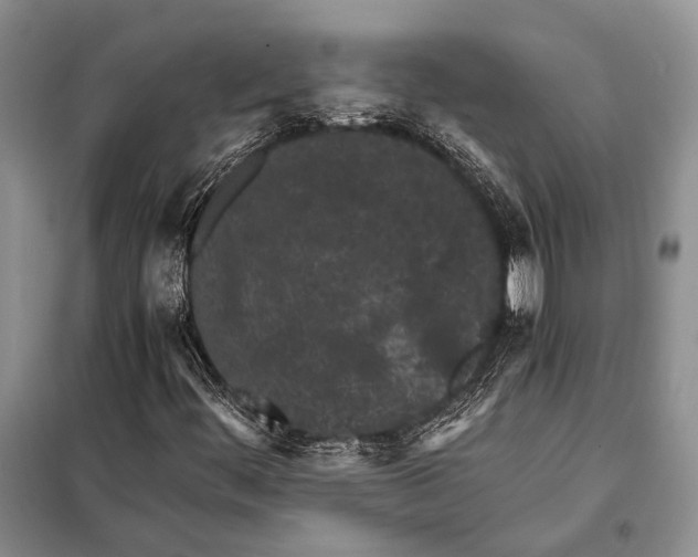 X0000098081444200805021010