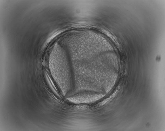X0000098081453200805021010