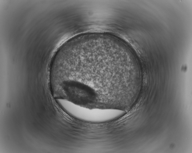X0000098081459200805021010