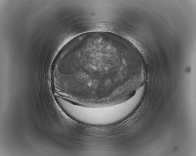 X0000098081468200805021010