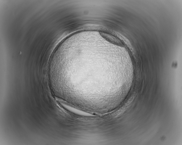 X0000098081473200805021010