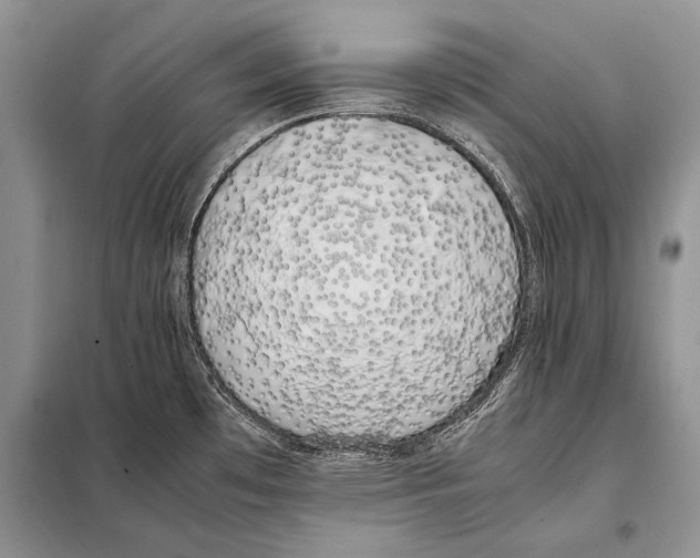 X0000098081481200805021010