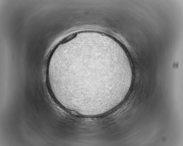 X0000098081504200805021009