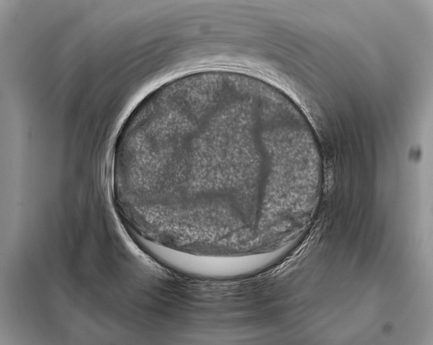 X0000098081515200805021009