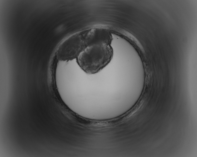 X0000098091027200804040722