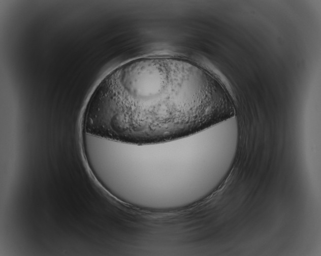 X0000098091483200804040716