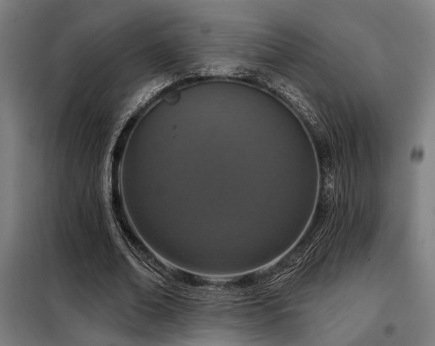 X0000098090678200804041220