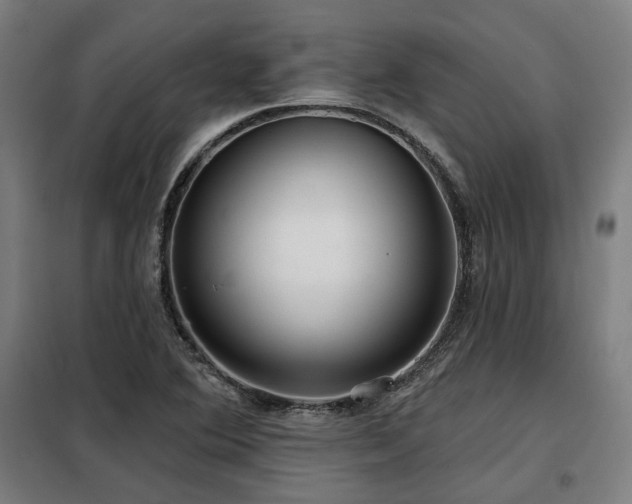 X0000098091364200804041210
