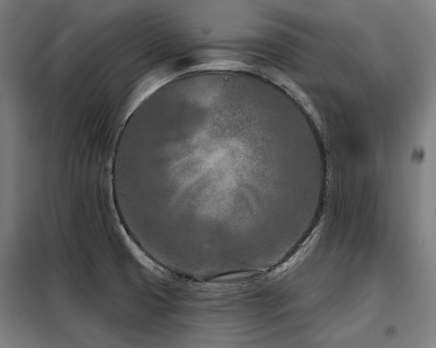 X0000098091425200804041209