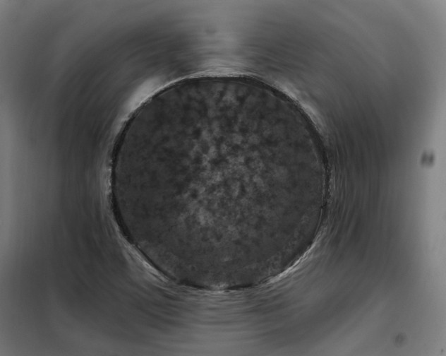 X0000098091459200804041209