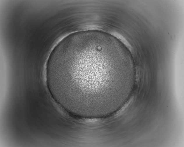 X0000098091031200804110958