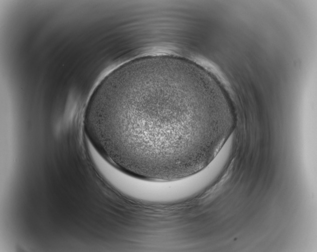 X0000098091226200804110956
