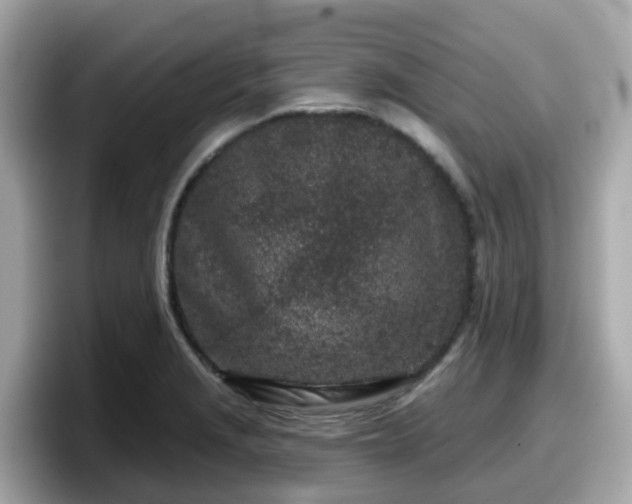 X0000098091229200804110956