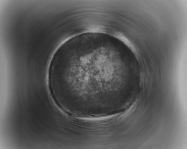 X0000098091331200804110955