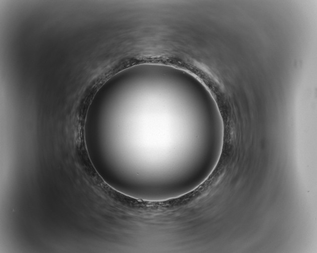 X0000098091350200804110954