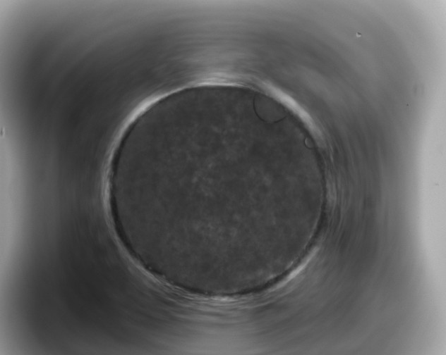 X0000098091463200804110953