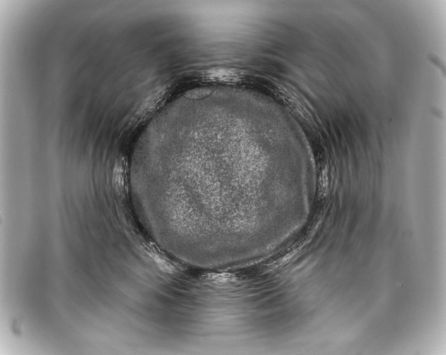 X0000098090424200804181241