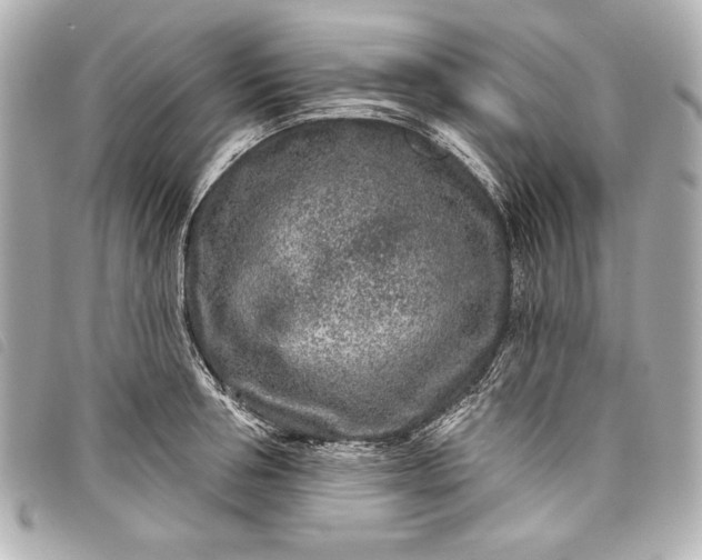 X0000098090994200804181231