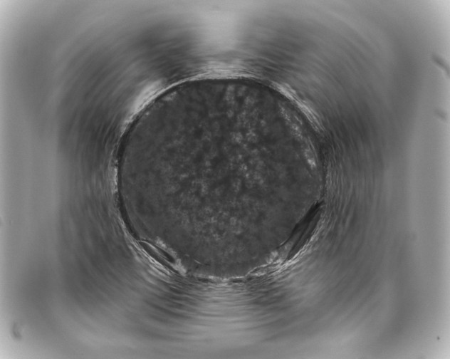 X0000098091459200804181223