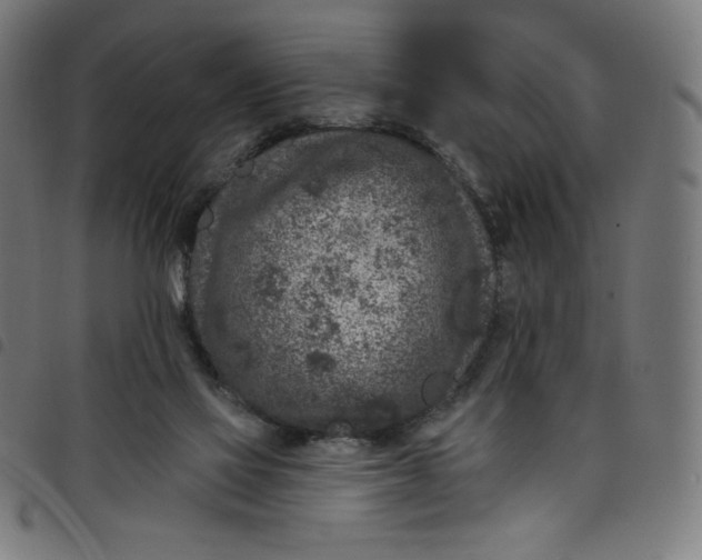 X0000098090069200804251305