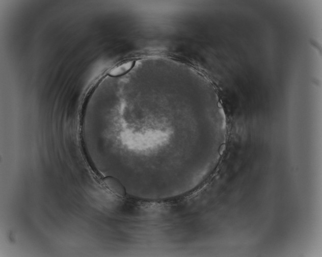 X0000098090293200804251301