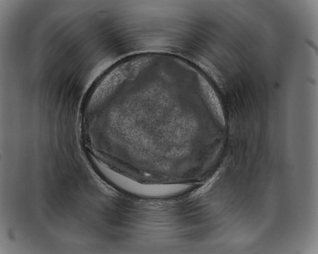 X0000098091077200804251249