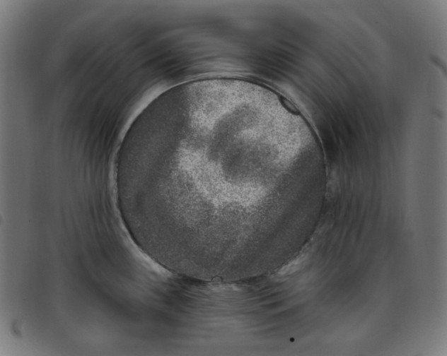X0000098091243200804251247