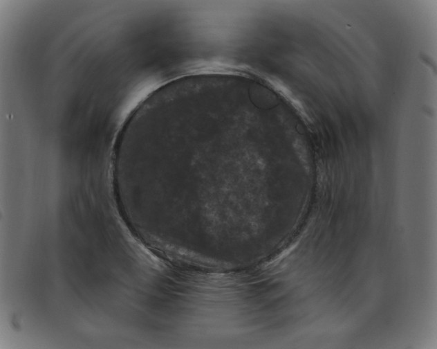 X0000098091463200804251243