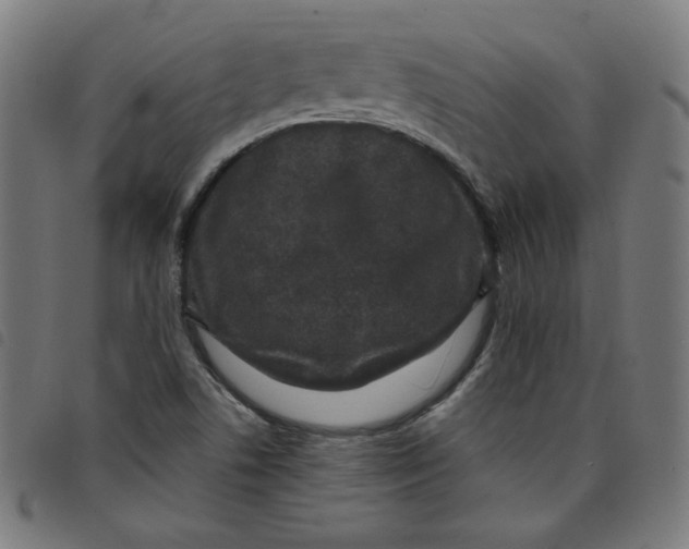 X0000098091506200804251242
