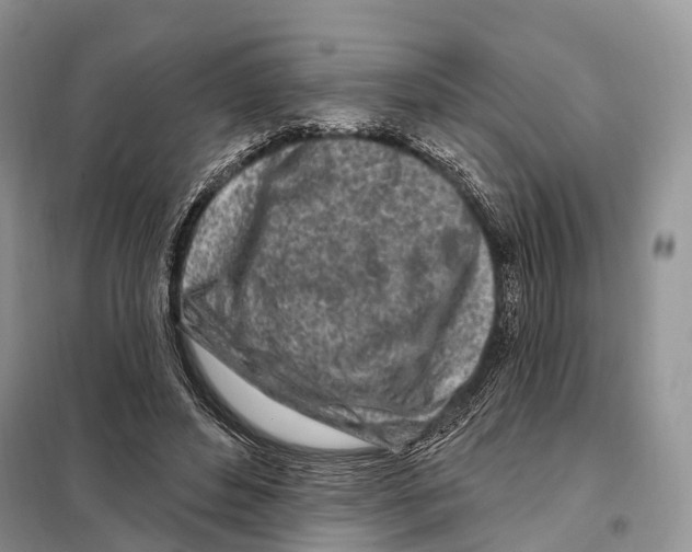 X0000098090496200805021049