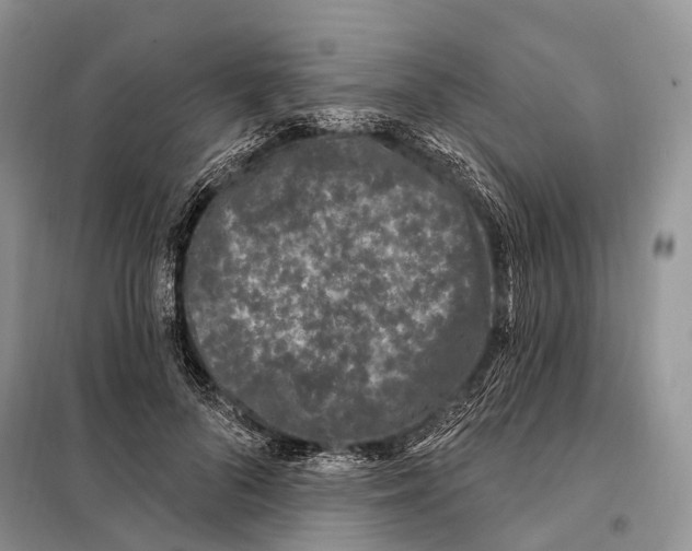 X0000098090696200805021046