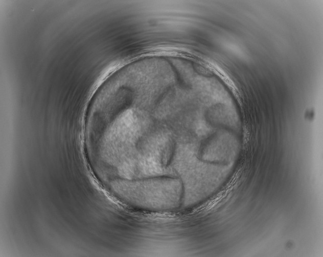 X0000098090994200805021041