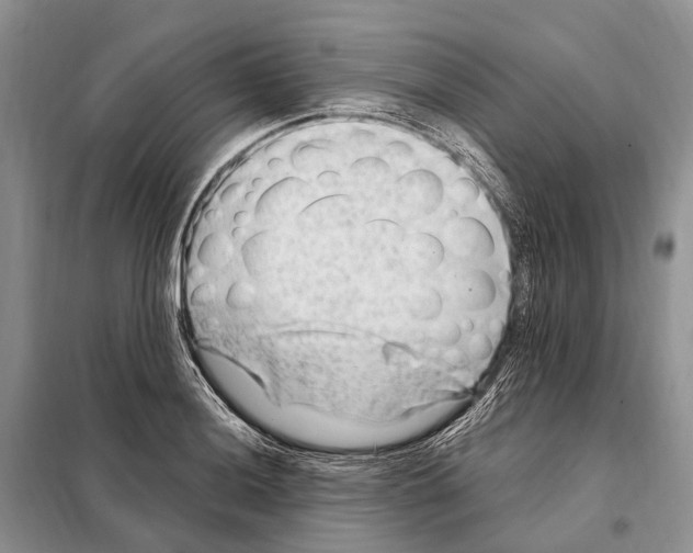 X0000098091036200805021041