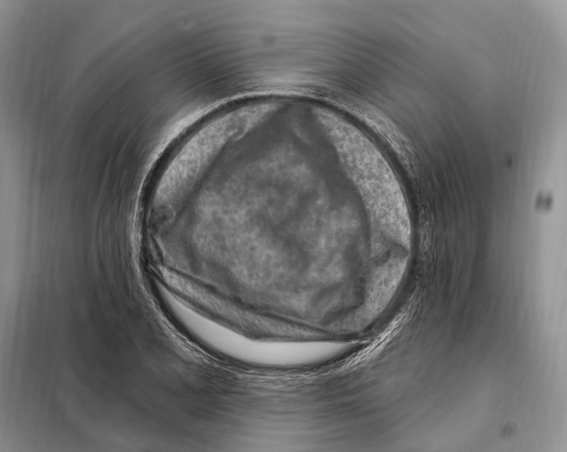 X0000098091077200805021040