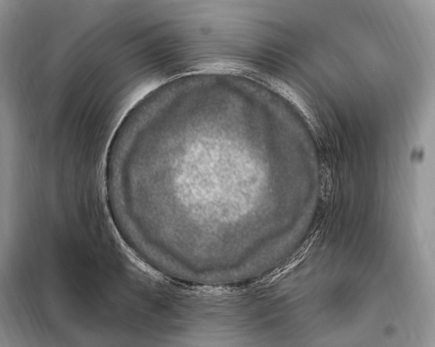 X0000098091087200805021040