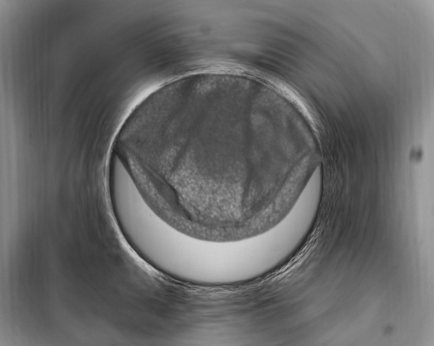 X0000098091095200805021040