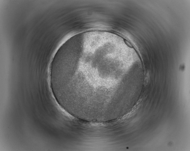 X0000098091243200805021038